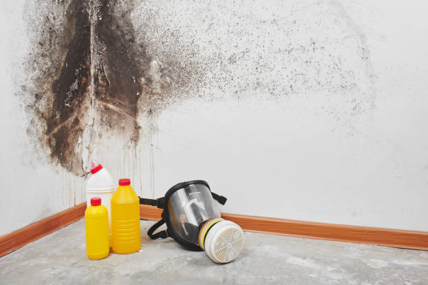 Best Mold Remediation for Specific Building Types in Detroit, MI