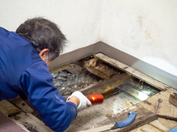 Best Bathroom Mold Remediation in Detroit, MI