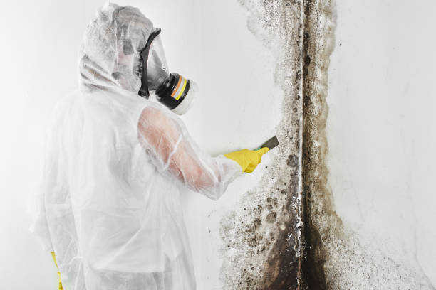 Best Basement Mold Remediation in Detroit, MI