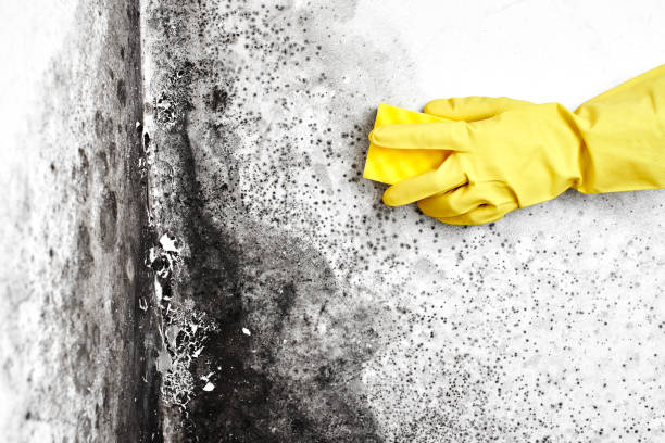 Best Insurance-Related Mold Remediation in Detroit, MI