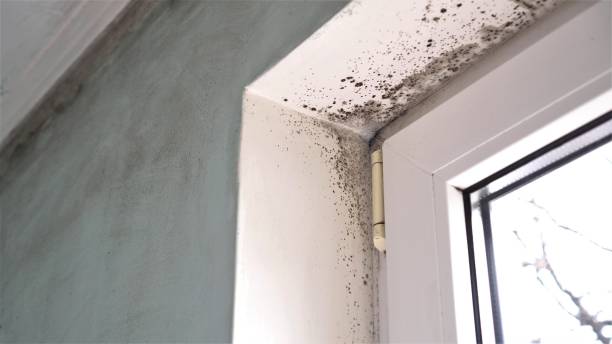 Best Emergency Mold Remediation in Detroit, MI