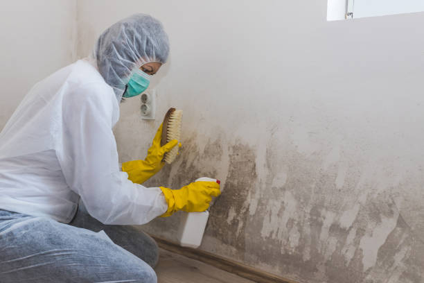 Best HVAC Mold Remediation in Detroit, MI