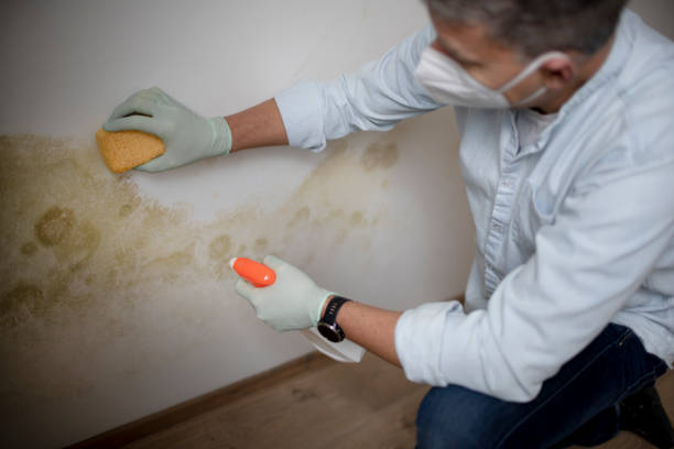  Detroit, MI Mold Removal Pros