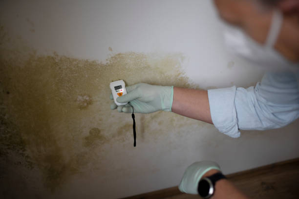 Best HVAC Mold Remediation in Detroit, MI