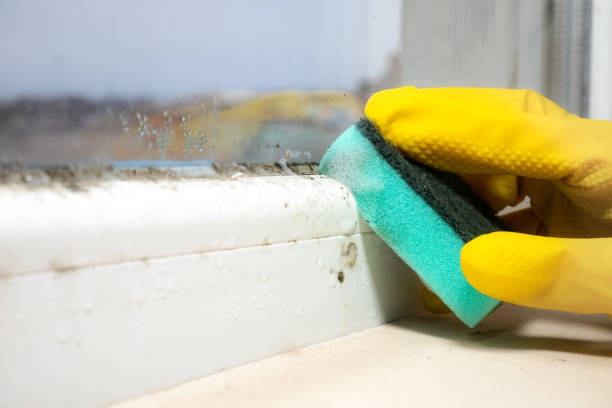 Best Mold Remediation for Schools in Detroit, MI