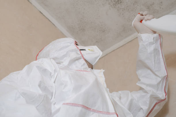 Best Attic Mold Remediation in Detroit, MI