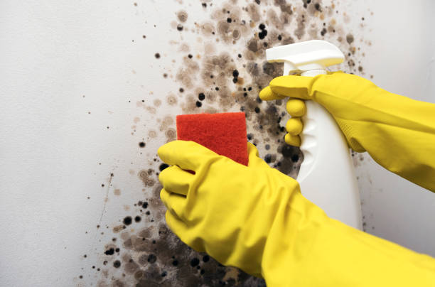 Detroit, MI Mold Remediation Company