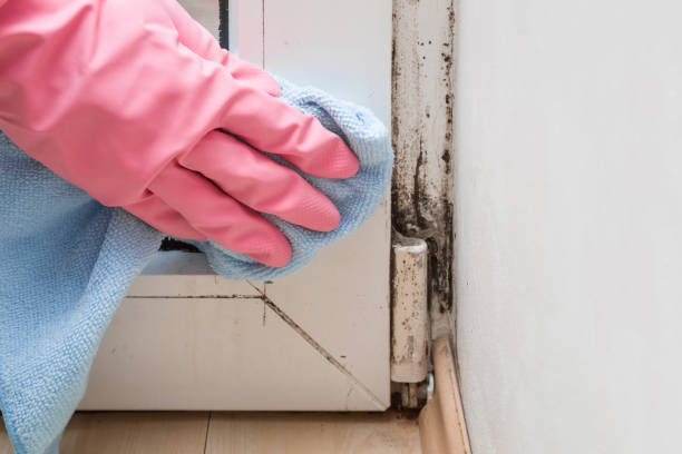 Best White Mold Remediation in Detroit, MI