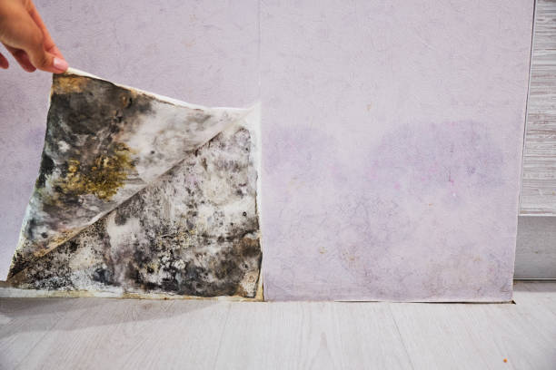 Best Basement Mold Remediation in Detroit, MI
